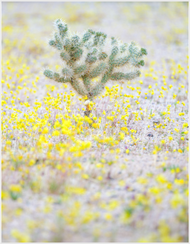 Flora