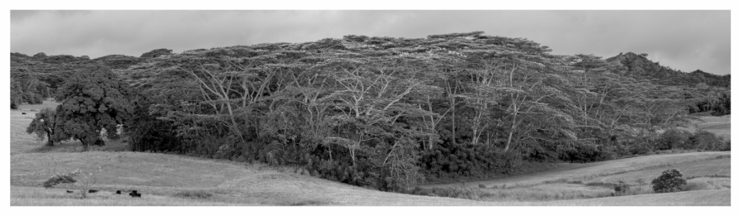 Main image Kauaʻian Copse of Trees