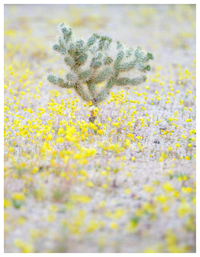 Main image Cholla & Pepperoncinis