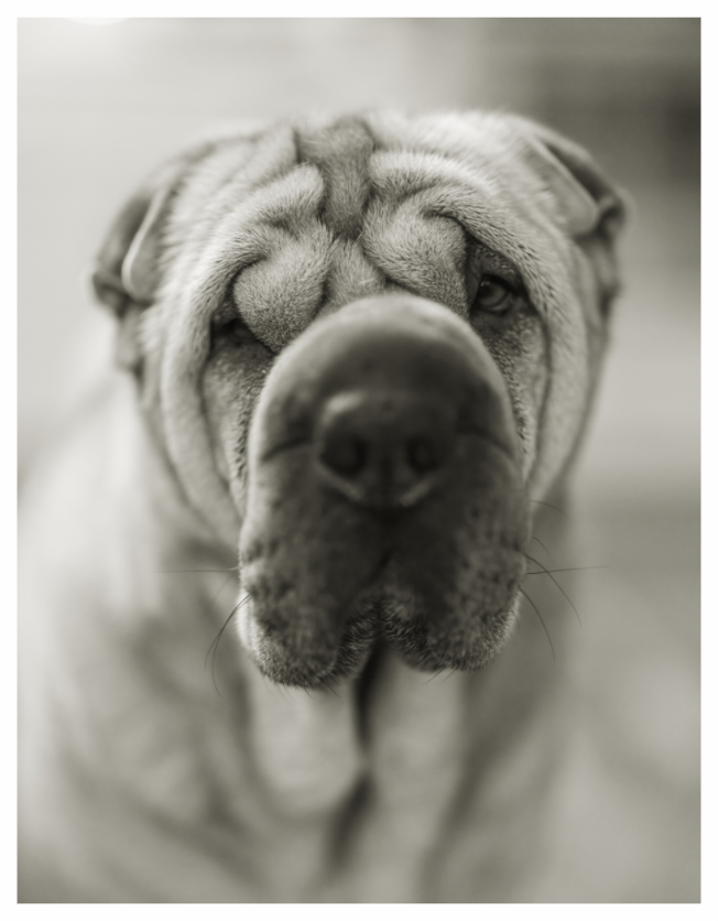 Main image Shar Pei or Blurray?