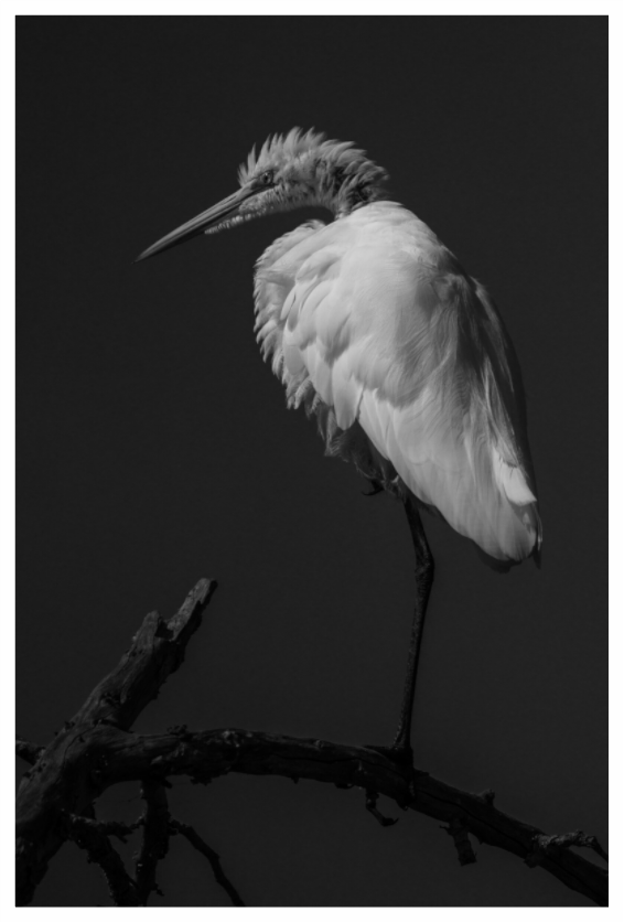 Main image Egret on a Stick