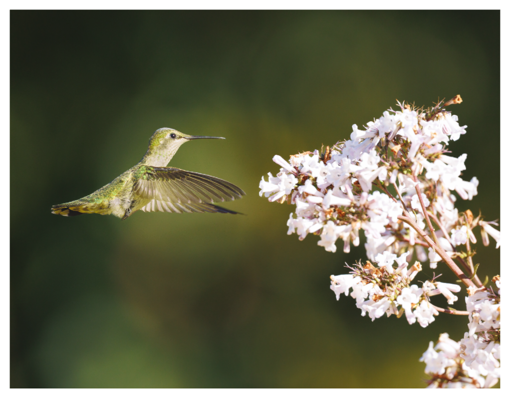 Main image Morning Nectar