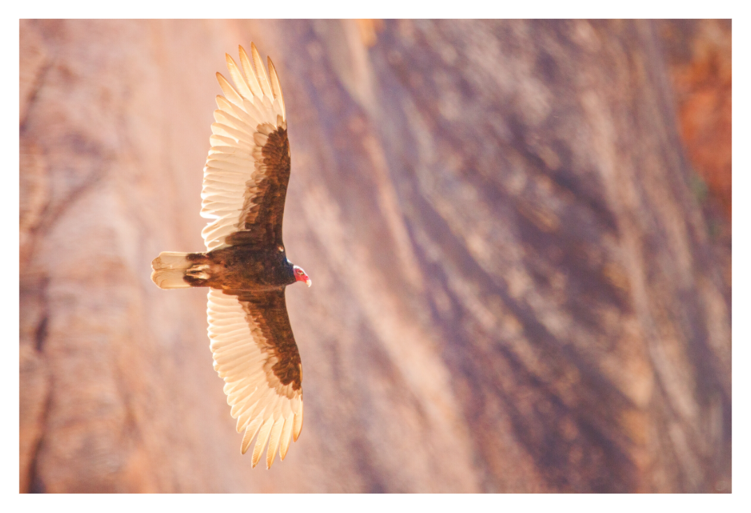 Main image Soarin'