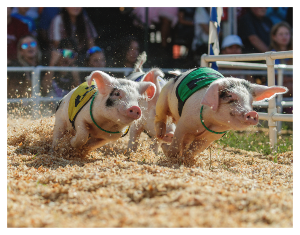 Main image When Pigs Fly