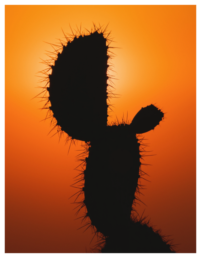Main image Fire Cactus
