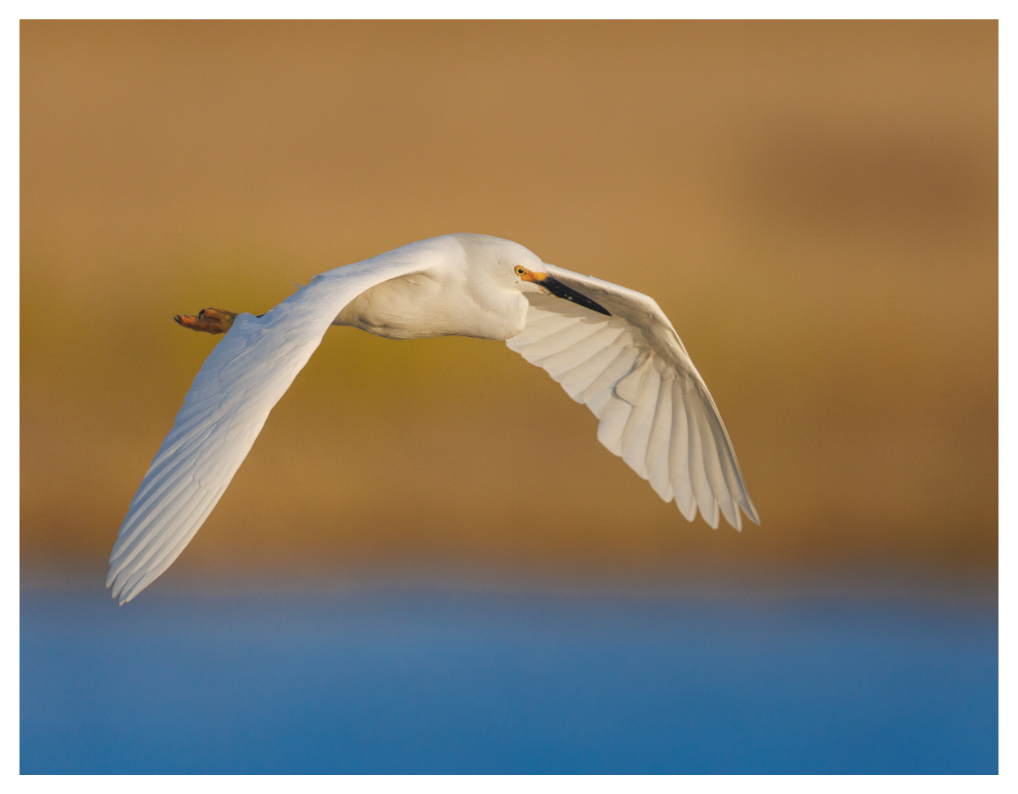 Main image Egret into Sunset