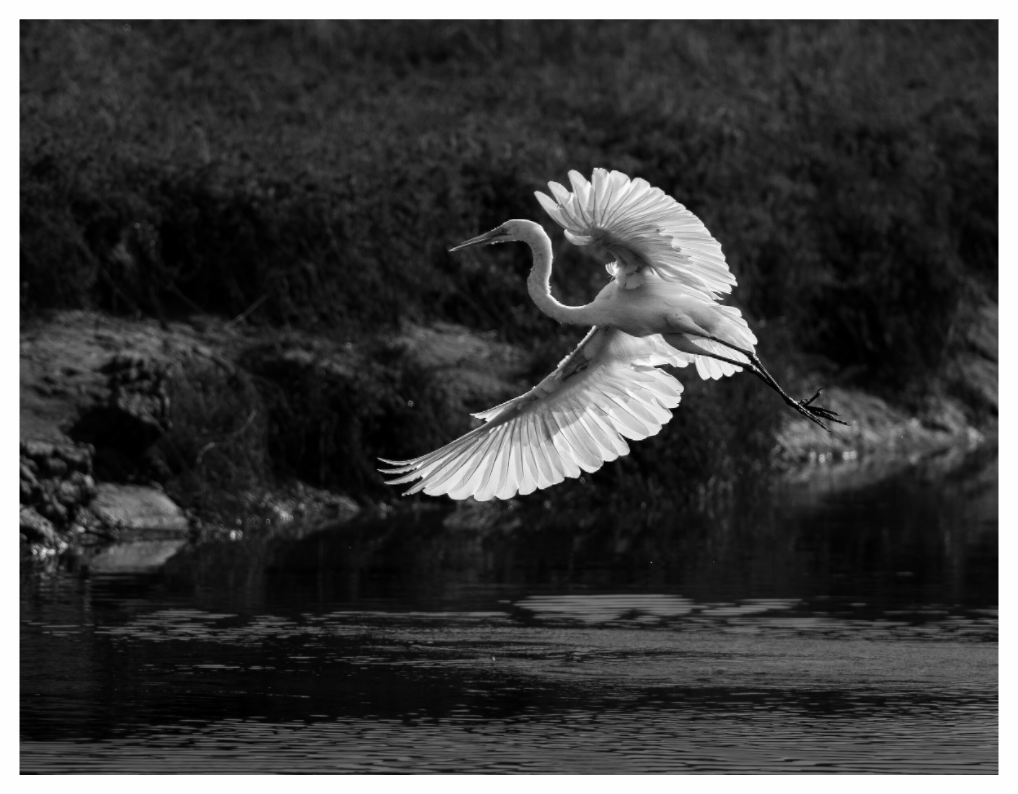 Main image Backlit Great Egret