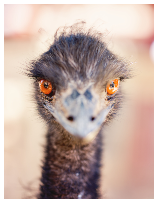 Main image Emu See You