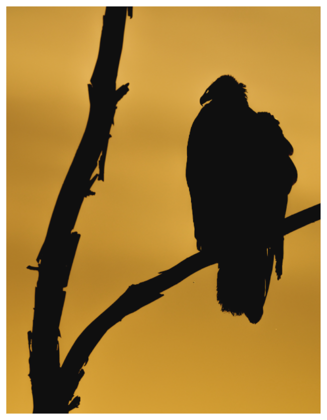 Main image V is for Vulture