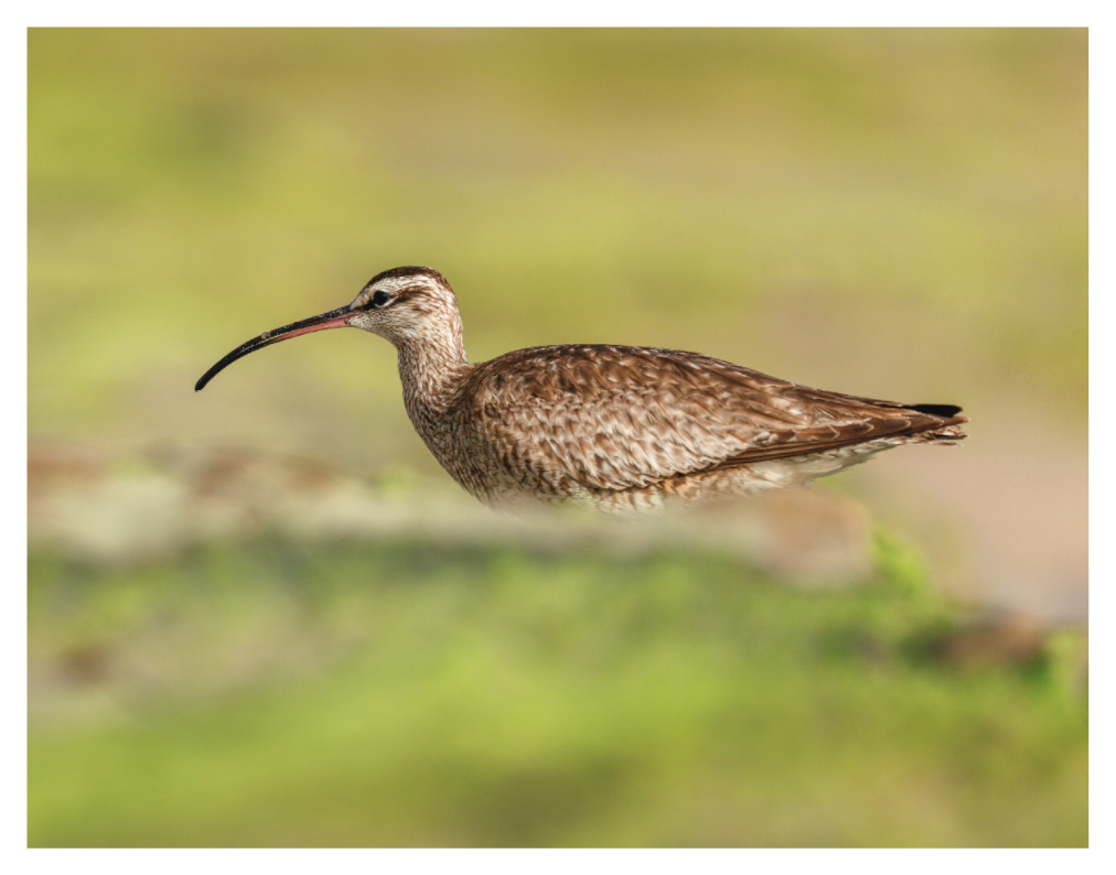 Main image Whimbrel on Beach